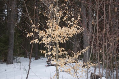 BEECH marcescent leaves