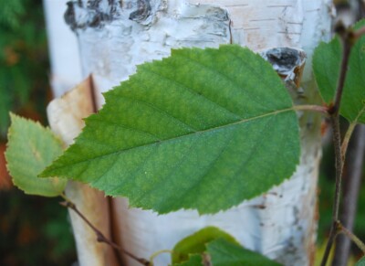 White BIRCH leaves & bark