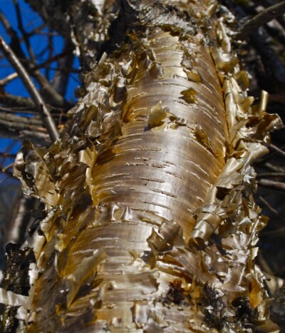 Yellow BIRCH bark