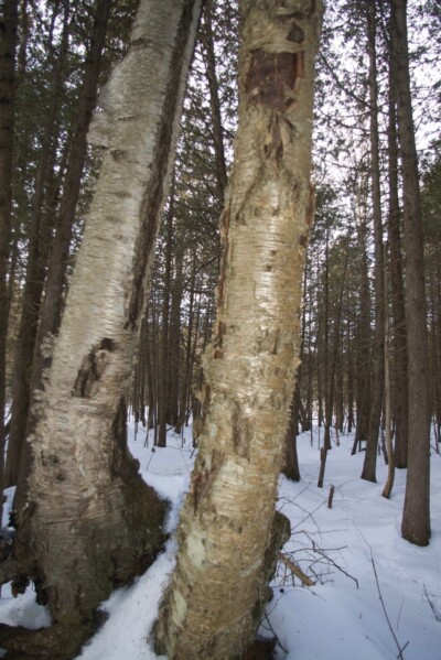 White & Yellow BIRCH