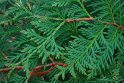 White CEDAR Foliage