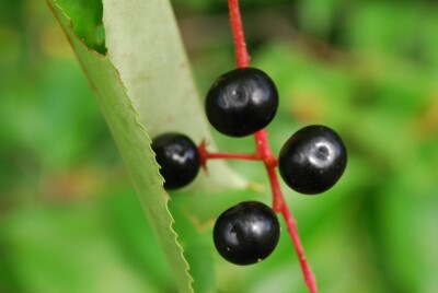 Black CHERRY cherries