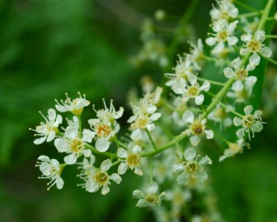 Black CHERRY flowers