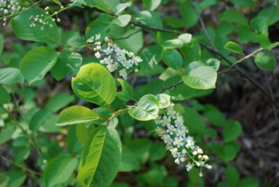 CHOKECHERRY leaves & flowers