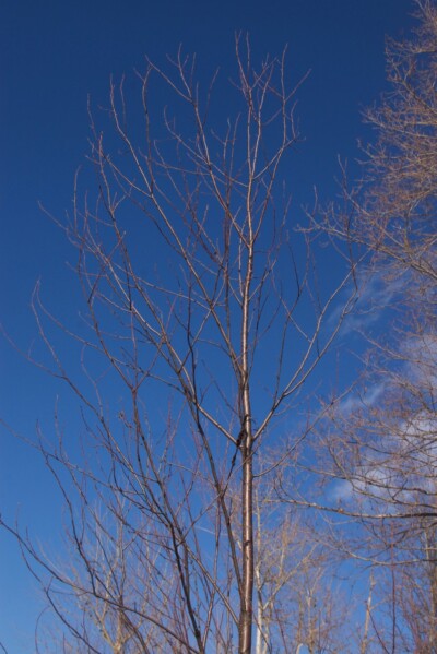 Pin CHERRY Tree