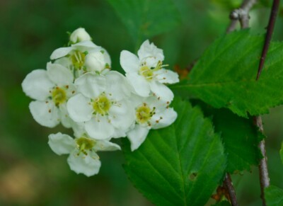 HAWTHORN flowers & leaves
