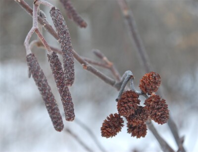 ALDER Cones & Catkins