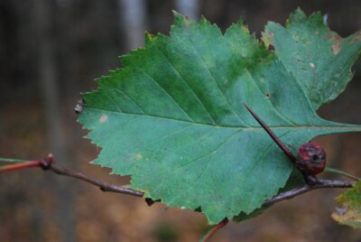 HAWTHORN leaf & thorn