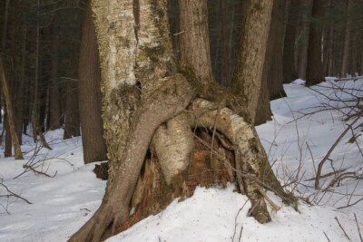 HEMLOCK & Yellow BIRCH roots