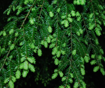 HEMLOCK tips