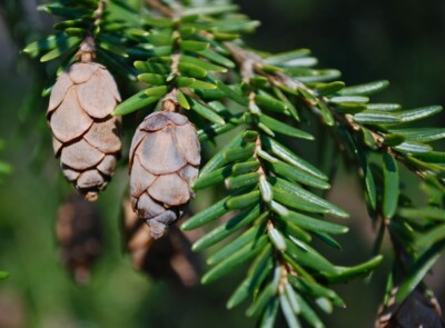 HEMLOCK needles & cones