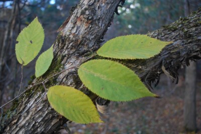 IRONWOOD bark & leaves