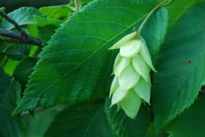 IRONWOOD flower & leaves