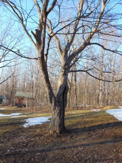IRONWOOD 30” diameter