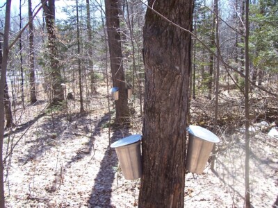Sugar MAPLE Trees w buckets