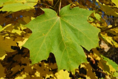 Sugar MAPLE leaf