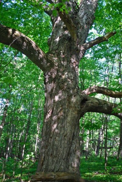 Red MAPLE Tree