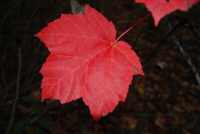 Red MAPLE leaf