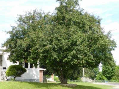 CrabAPPLE Tree