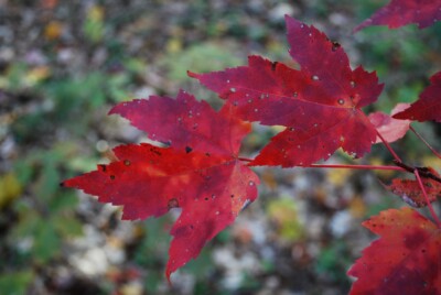 Red MAPLE leaves