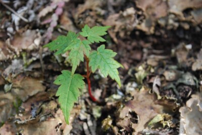 Mountain MAPLE seedling