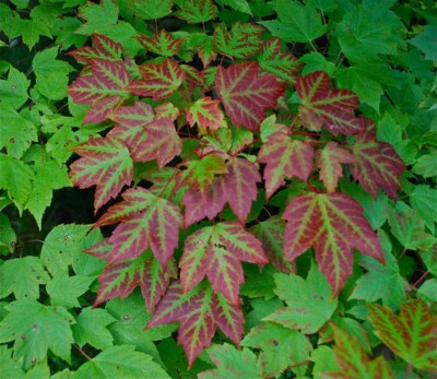 Mountain MAPLE leaves