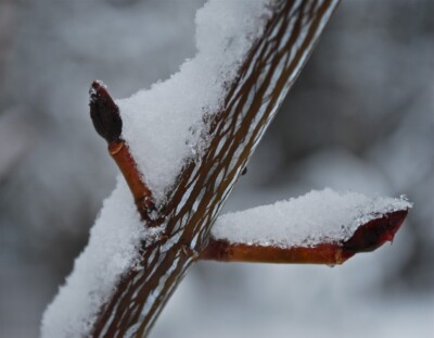 Striped MAPLE buds & bark