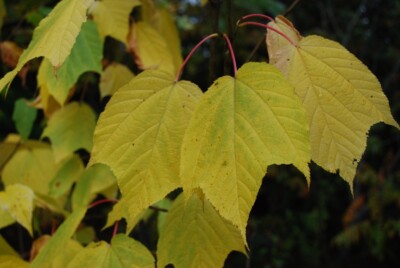 Striped MAPLE leaves