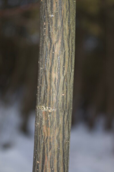 Striped MAPLE bark