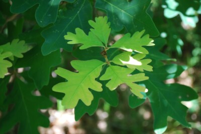 White OAK leaves