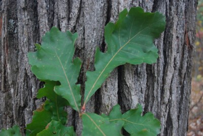 Bur OAK leaves & bark