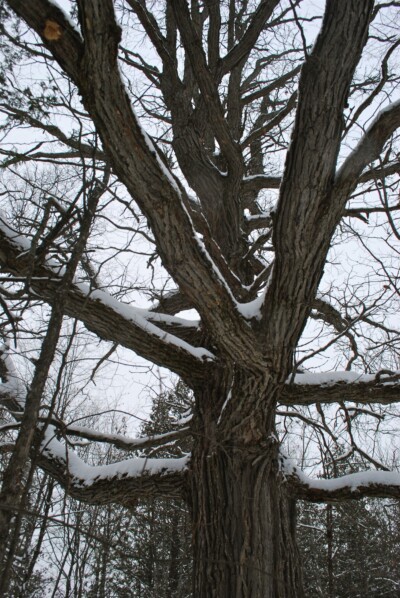 Bur OAK Tree