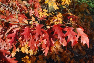 Red OAK leaves & acorn