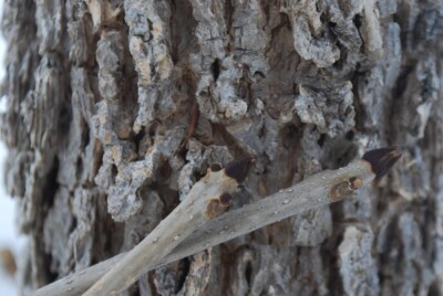 Black ASH buds & bark