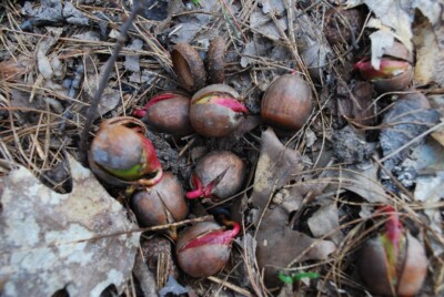 Red OAK sprouting acorns