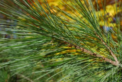 White PINE needles
