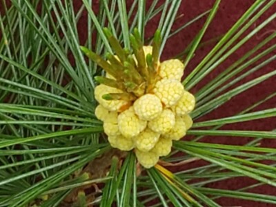 White PINE pollen cones