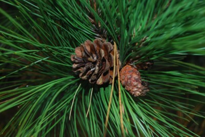 Red PINE needles & cones
