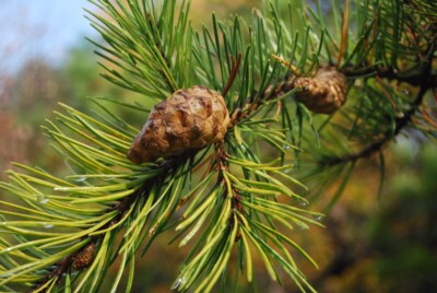 Jack PINE needles & cones