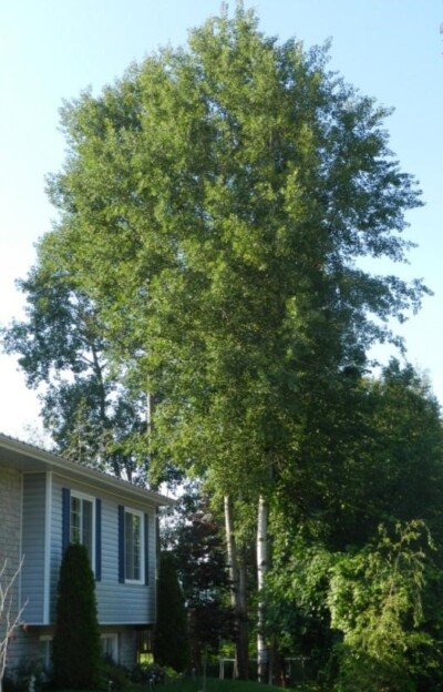 Trembling Aspen POPLAR Tree