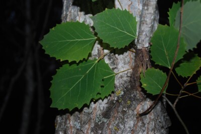 Largetooth POPLAR leaves