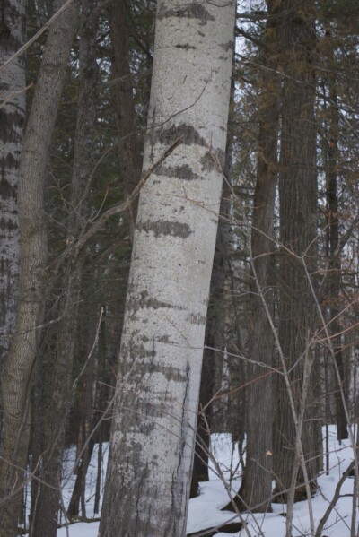 POPLAR Tree trunk
