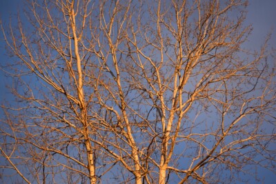 POPLAR Trees at Sunset
