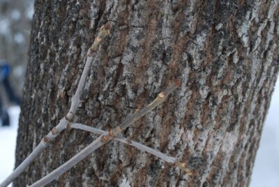 White ASH buds & bark