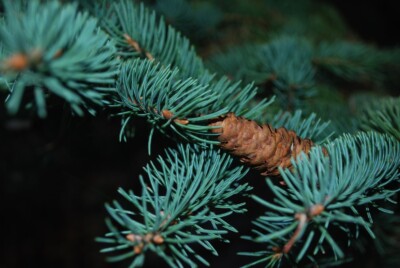 White SPRUCE cone & needles