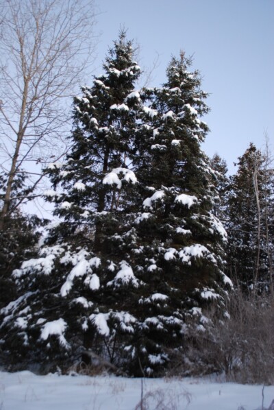 White SPRUCE Trees