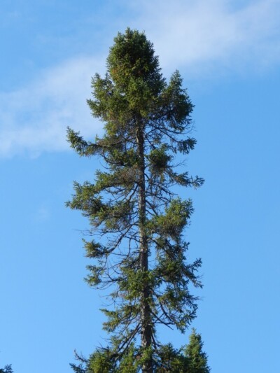 Black SPRUCE Tree