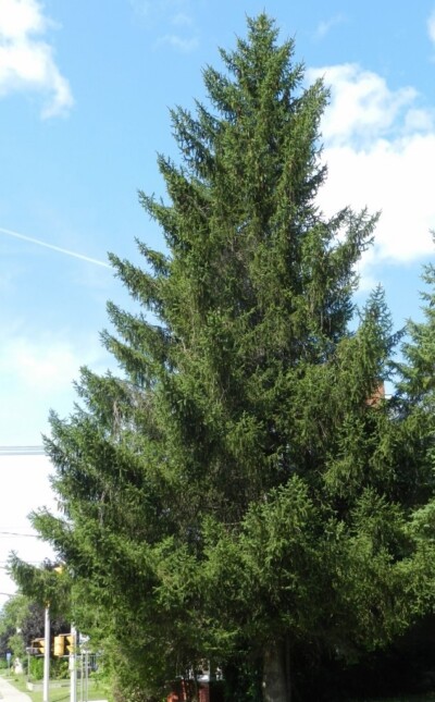Norway SPRUCE Tree