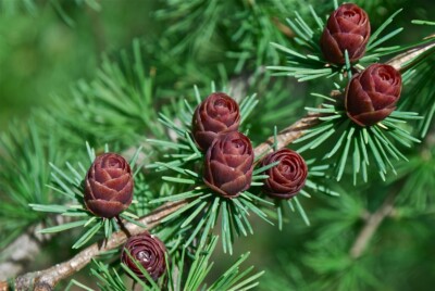TAMARACK needles & cones