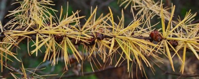 TAMARACK Autumn needles & cones